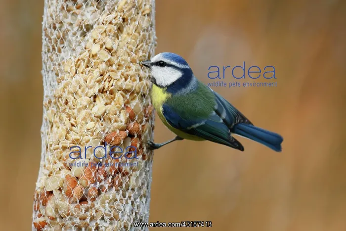 : Blue tit (Parus caeruleus) at a feeding bag, winter : Blue tit (Parus caeruleus) at a feeding bag, winter