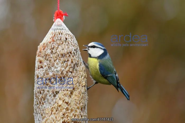 : Blue tit (Parus caeruleus) at a feeding bag, winter : Blue tit (Parus caeruleus) at a feeding bag, winter
