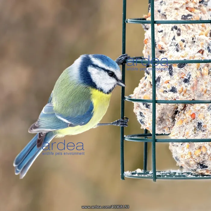 : Blue tit (Parus caeruleus), at feeding site, Tyrol : Blue tit (Parus caeruleus), at feeding site, Tyrol
