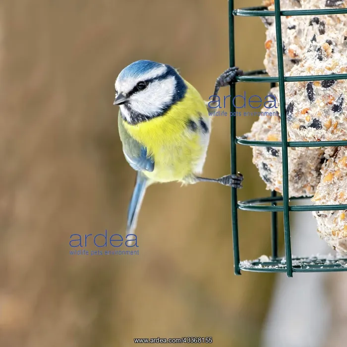 : Blue tit (Parus caeruleus), at feeding site, Tyrol : Blue tit (Parus caeruleus), at feeding site, Tyrol