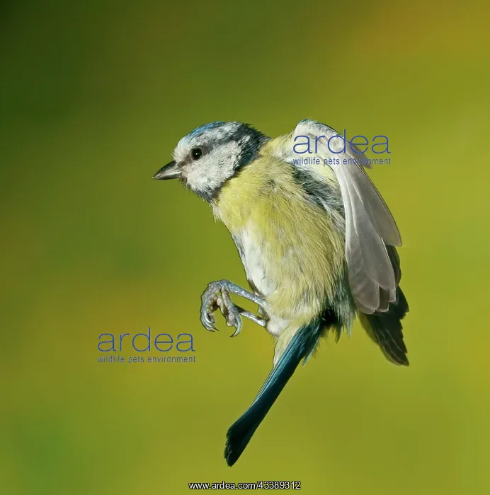 : Blue Tit (Parus caeruleus) in flight, Hesse, Germany : Blue Tit (Parus caeruleus) in flight, Hesse, Germany
