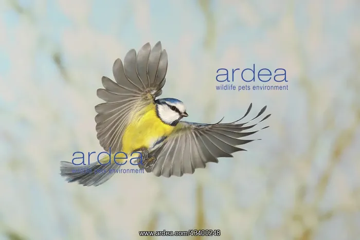 : Blue tit (Parus caeruleus), in flight, high speed : Blue tit (Parus caeruleus), in flight, high speed