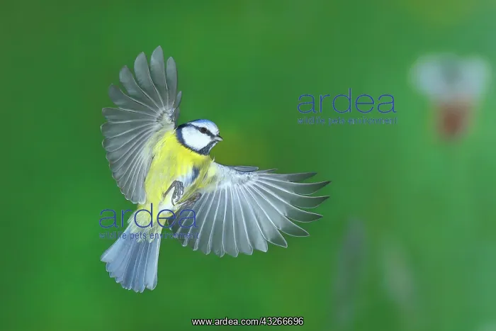 : Blue tit (Parus caeruleus) in flight, Siegerland : Blue tit (Parus caeruleus) in flight, Siegerland