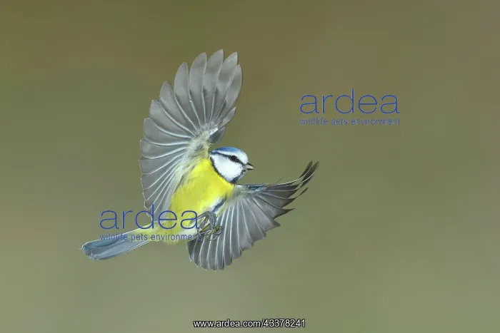 : Blue tit (Parus caeruleus) in flight, Siegerland : Blue tit (Parus caeruleus) in flight, Siegerland