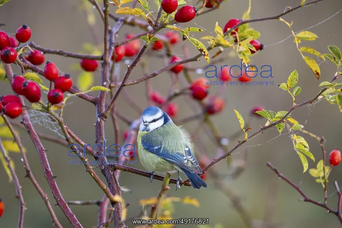: Blue tit (Parus caeruleus) Germany : Blue tit (Parus caeruleus) Germany