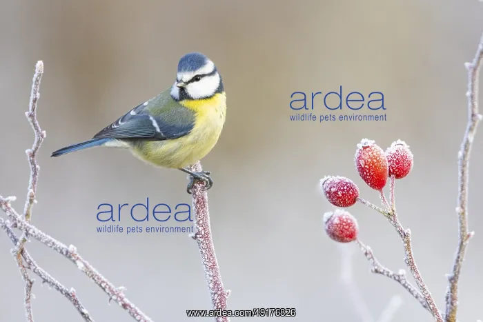  : Blue tit (Parus caeruleus) Germany