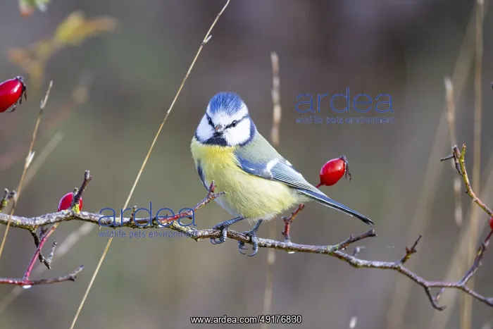 : Blue tit (Parus caeruleus) Germany : Blue tit (Parus caeruleus) Germany