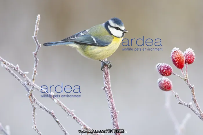 : Blue tit (Parus caeruleus) Germany : Blue tit (Parus caeruleus) Germany