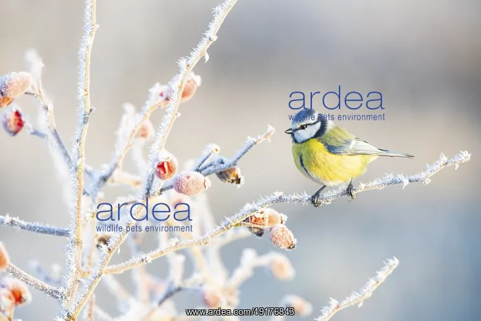  : Blue tit (Parus caeruleus) Germany