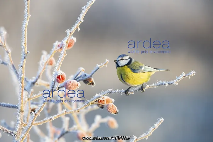 : Blue tit (Parus caeruleus) Germany : Blue tit (Parus caeruleus) Germany