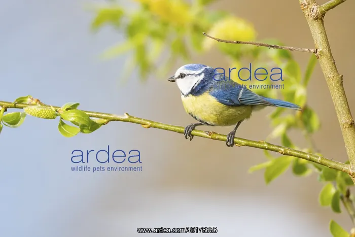 : Blue tit (Parus caeruleus) Germany : Blue tit (Parus caeruleus) Germany