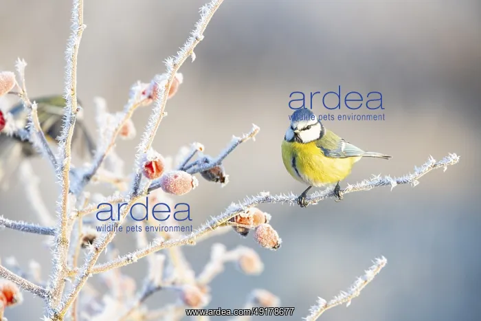 : Blue tit (Parus caeruleus) Germany : Blue tit (Parus caeruleus) Germany