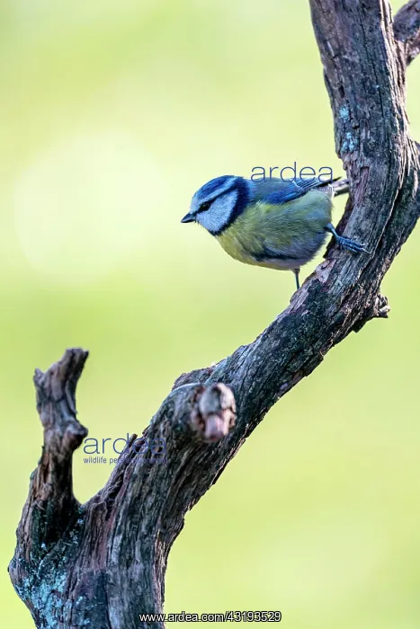 : Blue tit (Parus caeruleus) on gnarled branch, Rhineland-Pala : Blue tit (Parus caeruleus) on gnarled branch, Rhineland-Pala