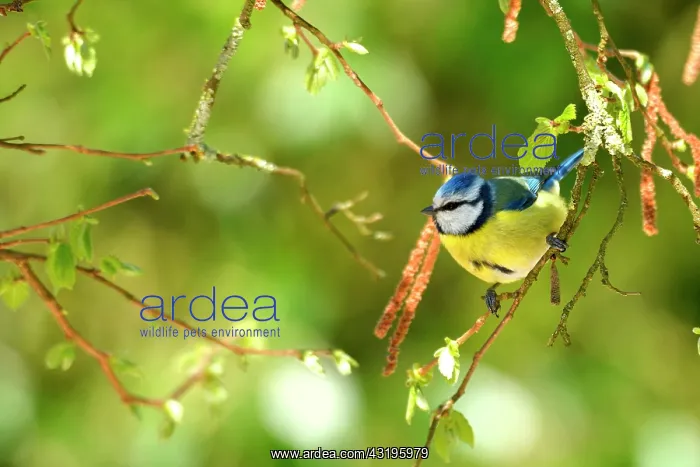 : Blue tit (Parus caeruleus) on a hazel branch, Burgundy : Blue tit (Parus caeruleus) on a hazel branch, Burgundy