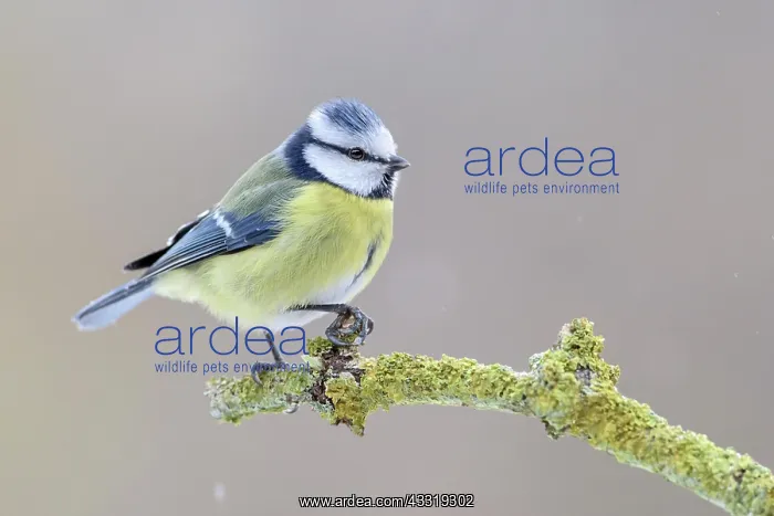 : Blue tit (Parus caeruleus) Lower Saxony, Germany : Blue tit (Parus caeruleus) Lower Saxony, Germany