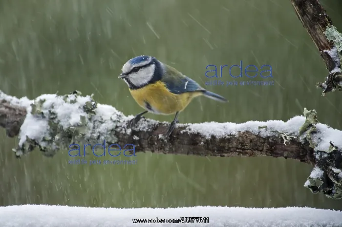 : Blue tit (Parus caeruleus) perched on branch during : Blue tit (Parus caeruleus) perched on branch during