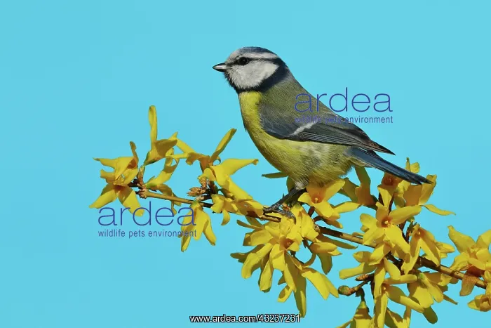 : Blue tit (Parus caeruleus) sits on a branch of a : Blue tit (Parus caeruleus) sits on a branch of a