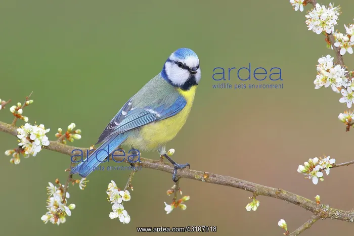 : Blue tit (Parus caeruleus), sitting on blackthorn : Blue tit (Parus caeruleus), sitting on blackthorn