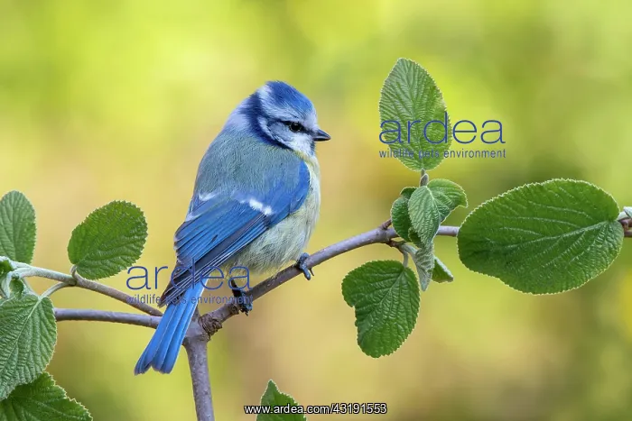  : Blue tit (Parus caeruleus), sitting on a branch