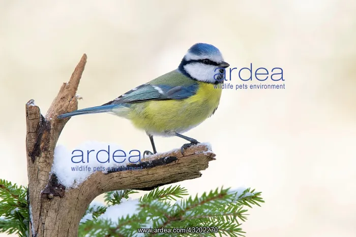 : Blue tit (Parus caeruleus), sitting on a branch : Blue tit (Parus caeruleus), sitting on a branch