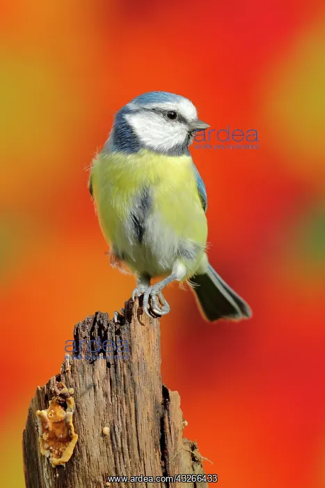 : Blue tit (Parus caeruleus) sitting from dead wood : Blue tit (Parus caeruleus) sitting from dead wood