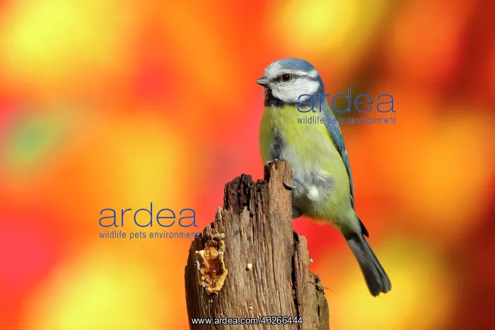 : Blue tit (Parus caeruleus) sitting from dead wood : Blue tit (Parus caeruleus) sitting from dead wood