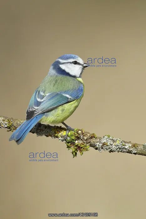 : Blue Tit (Parus caeruleus), sitting on moss-covered : Blue Tit (Parus caeruleus), sitting on moss-covered