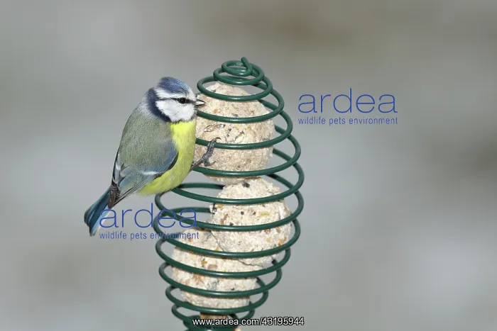  : Blue tit (Parus caeruleus) at titmouse dumpling