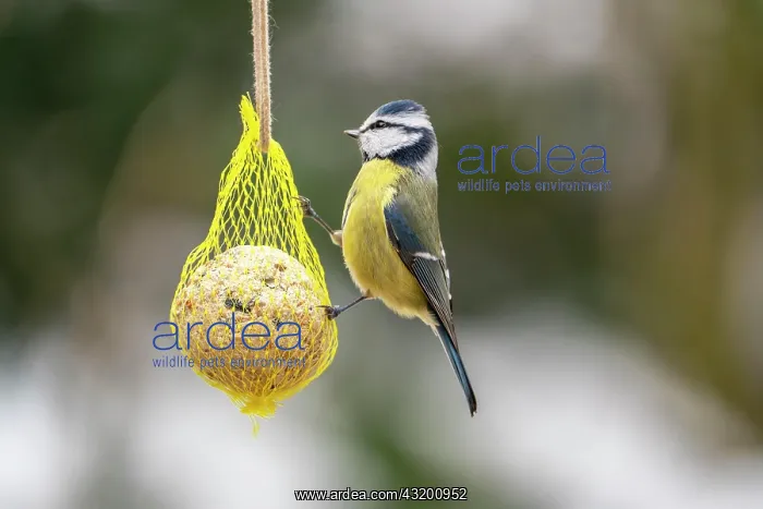 : Blue Tit (Parus caeruleus) at titmouse dumpling : Blue Tit (Parus caeruleus) at titmouse dumpling