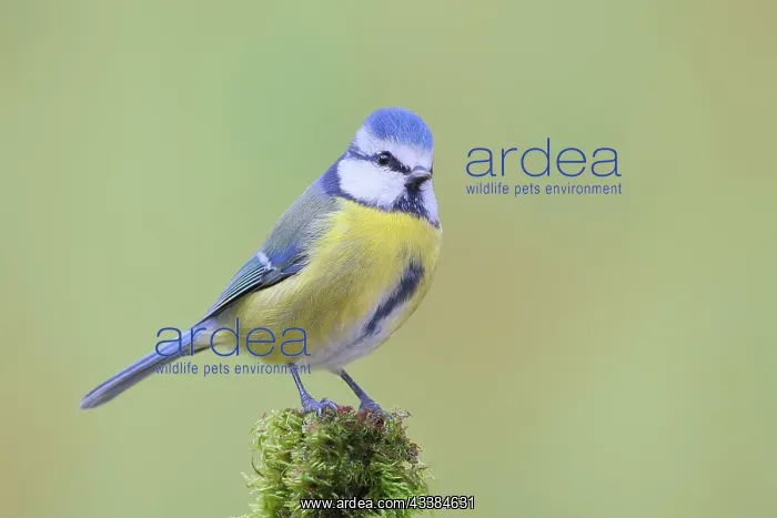 : Blue tit (Parus caeruleus), wildlife, sitting on : Blue tit (Parus caeruleus), wildlife, sitting on