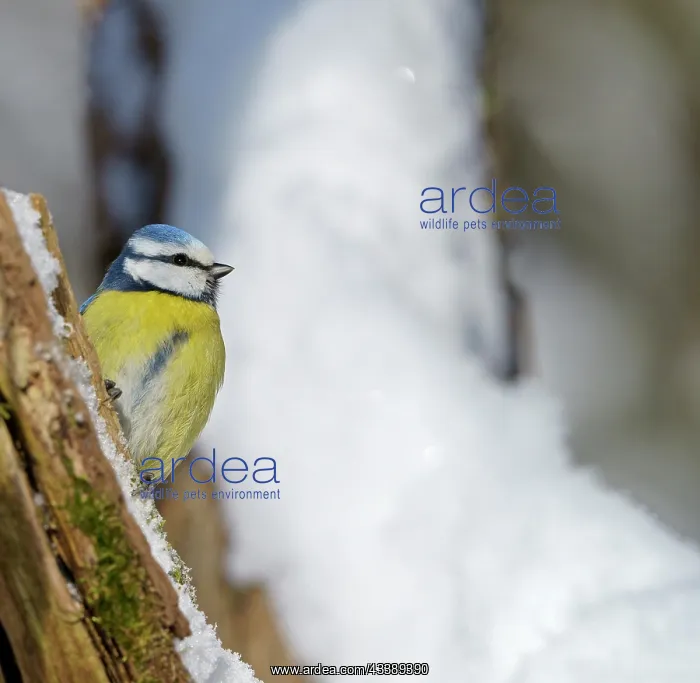 : Blue Tit (Parus caeruleus) in winter, Hesse, Germany : Blue Tit (Parus caeruleus) in winter, Hesse, Germany