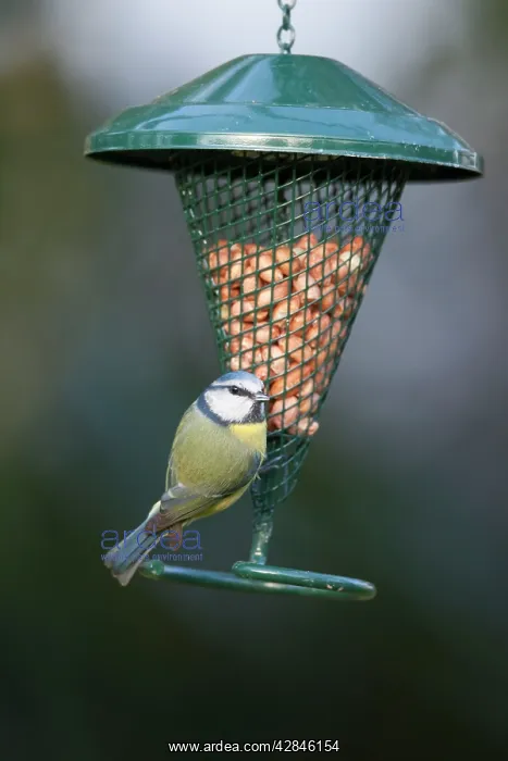 : Blue Tit - Peanut Feeder : Blue Tit - Peanut Feeder