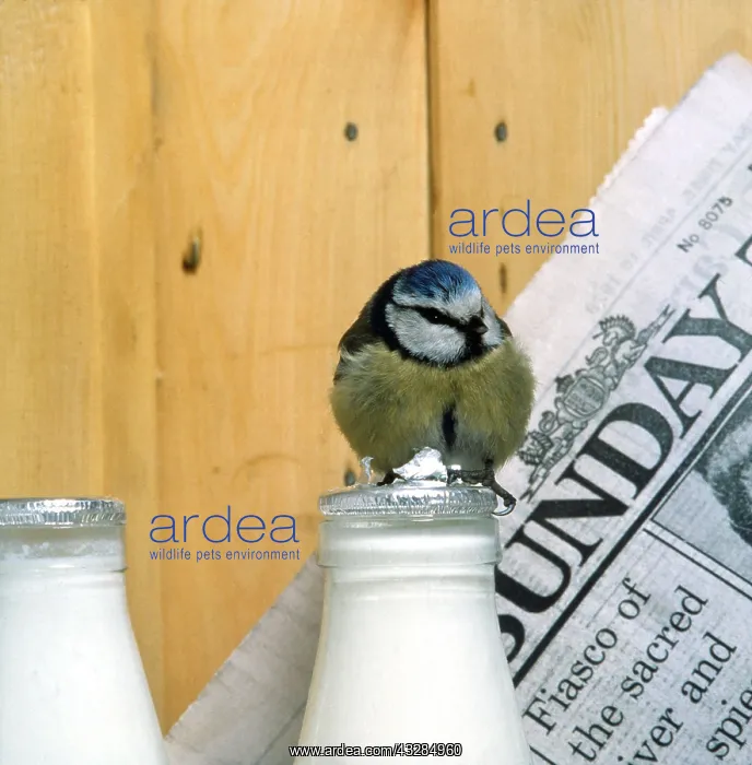 : BLUE TIT - Pecking at milk bottle to drink milk : BLUE TIT - Pecking at milk bottle to drink milk