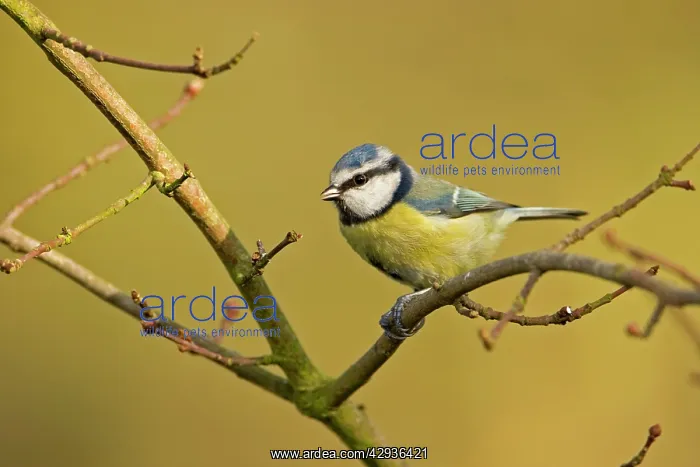 : Blue Tit - perched on bare winter branch : Blue Tit - perched on bare winter branch