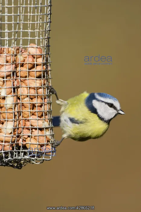: Blue Tit - perched on bird feeder : Blue Tit - perched on bird feeder