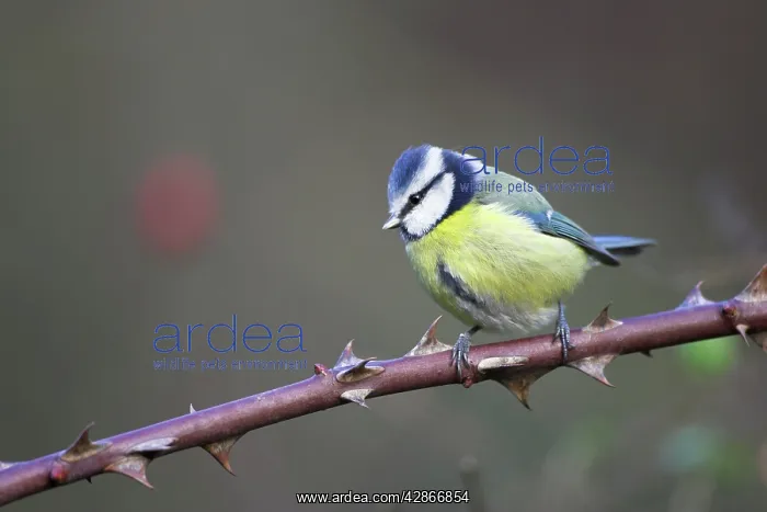 : Blue Tit - Perched on bramble stem : Blue Tit - Perched on bramble stem