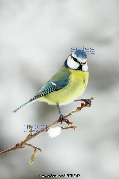 : Blue Tit - perched on branch in winter : Blue Tit - perched on branch in winter