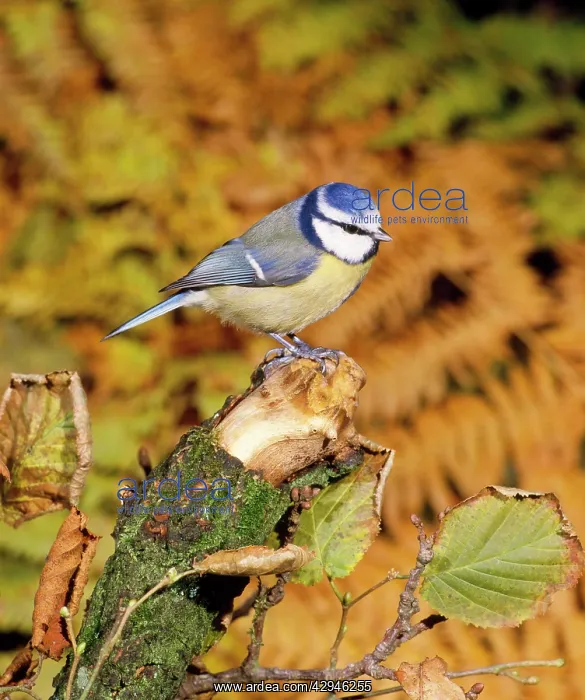 : Blue Tit - perched on broken stump : Blue Tit - perched on broken stump