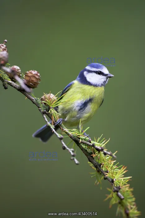 : Blue Tit - perched on conifer branch : Blue Tit - perched on conifer branch