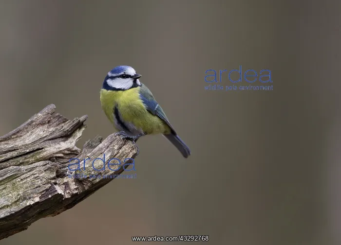 : Blue Tit - perched on fallen branch in woodland - Spring : Blue Tit - perched on fallen branch in woodland - Spring