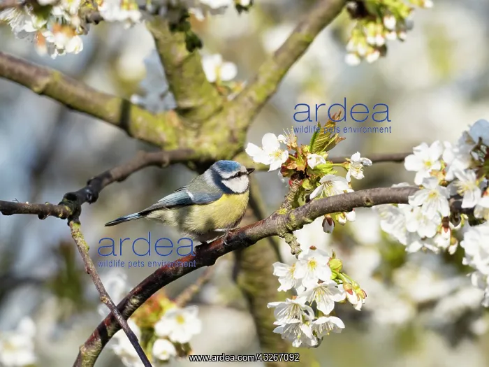 : Blue Tit - perched in flowering Cherry tree, Hessen : Blue Tit - perched in flowering Cherry tree, Hessen