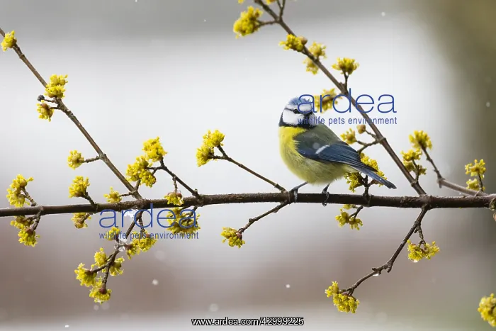 : Blue Tit - perched on flowering Cornelian Cherry : Blue Tit - perched on flowering Cornelian Cherry