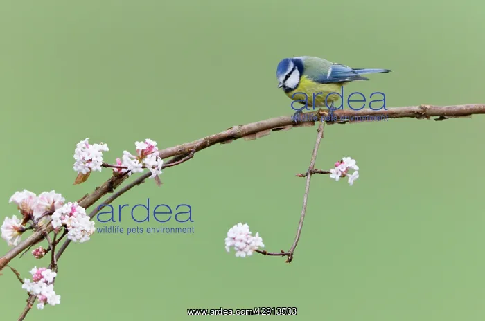 : Blue Tit - perched on flowering Viburnum bush - in garden : Blue Tit - perched on flowering Viburnum bush - in garden