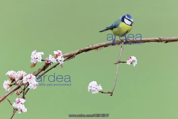 : Blue Tit - perched on flowering Viburnum bush - in garden : Blue Tit - perched on flowering Viburnum bush - in garden