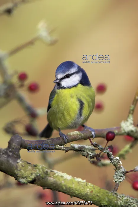 : Blue Tit - Perched in hawthorn : Blue Tit - Perched in hawthorn