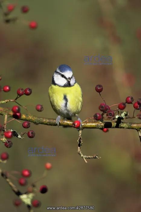 : Blue Tit - Perched in hawthorn among red berries : Blue Tit - Perched in hawthorn among red berries