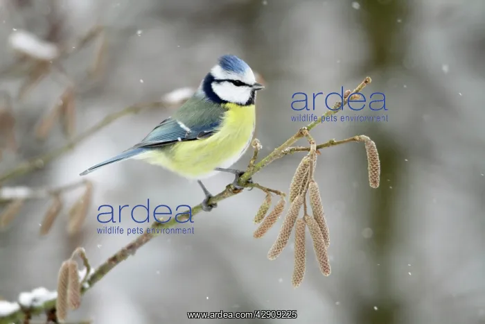 : Blue Tit - perched on hazelnut branch in winter snow : Blue Tit - perched on hazelnut branch in winter snow