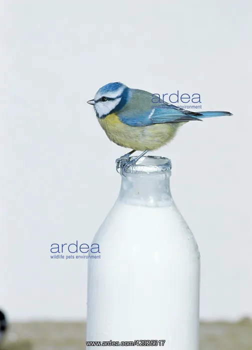 : Blue TIT- perched on top of milk bottle : Blue TIT- perched on top of milk bottle