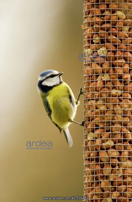 : Blue Tit - perched on peanut feeder : Blue Tit - perched on peanut feeder