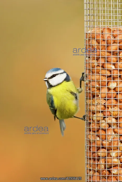 : Blue Tit - perched on peanut feeder : Blue Tit - perched on peanut feeder